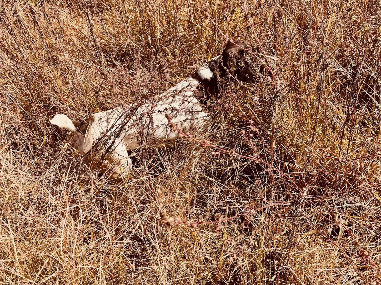 German Shorthaired Pointer on point in tall grass