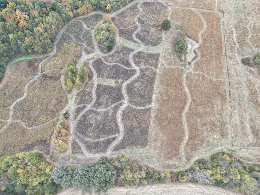 Aerial drone view of SeedTick Farm quail habitat with mowed paths and fall tree lines