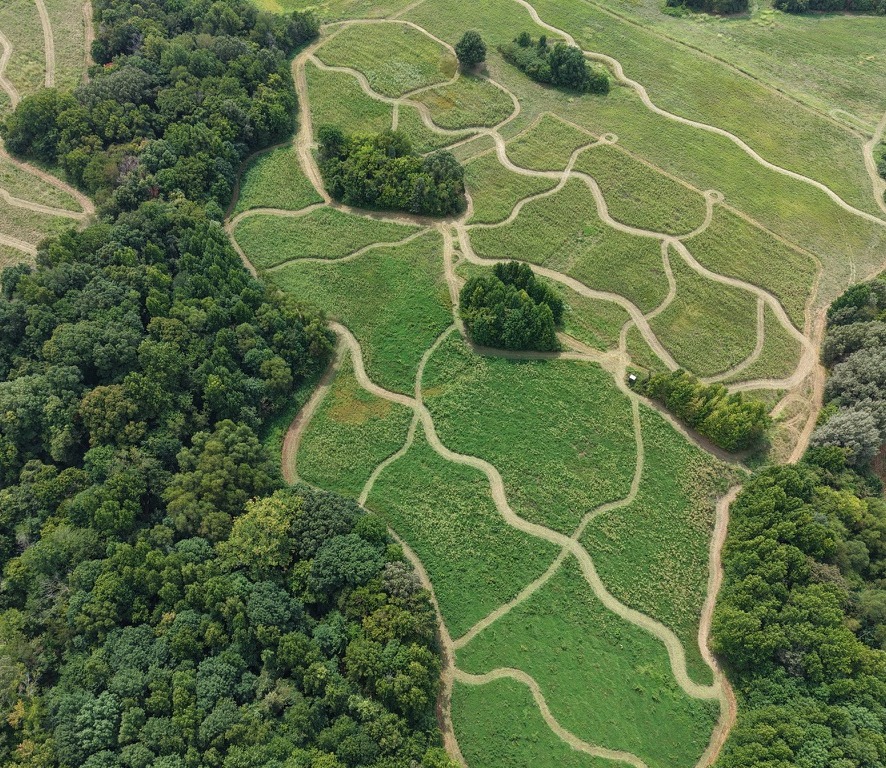 Mowed trails through quail cover at SeedTick Farm